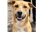 Adopt Terrence a Shepherd (Unknown Type) / Terrier (Unknown Type