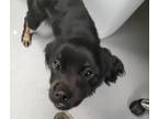 Adopt Coal a Black Mixed Breed (Small) / Mixed dog in Greenwood, SC (41433984)