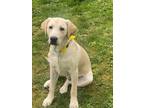 Adopt Tucker a Tan/Yellow/Fawn Labrador Retriever / Mixed dog in Bloomfield
