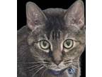 Adopt D.C a Spotted Tabby/Leopard Spotted American Shorthair / Mixed cat in