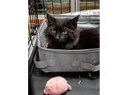 Adopt Jay Jay a All Black Domestic Mediumhair / Mixed (long coat) cat in