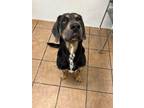 Adopt George a Hound (Unknown Type) / Mixed dog in Marion, OH (41261551)