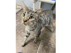 Adopt Enya a Domestic Shorthair / Mixed (short coat) cat in Glenfield