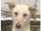 Adopt Jan Japan GOOD WITH CATS! a White Shiba Inu / Eskimo Spitz dog in