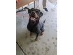 Adopt DAISY a Rottweiler / Mixed dog in Lindsay, CA (41438389)