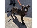 Adopt Monkey a Brindle Dutch Shepherd / Mixed dog in Chester, CT (41408328)