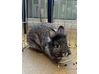 Adopt Dusty a Grey/Silver Other/Unknown / Mixed rabbit in Farmers Branch