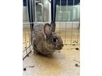 Adopt Toasty a Fawn Other/Unknown / Mixed rabbit in Farmers Branch