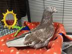 Adopt Pidge a Gray Pigeon / Mixed bird in Boulder, CO (41419863)