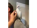 Adopt Henri a White Pigeon bird in San Francisco, CA (39400108)
