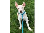 Adopt Birch Yrly 158 a Labrador Retriever / Mixed dog in Sidney, OH (41438426)