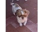 Adopt Fred a Tan/Yellow/Fawn - with White Shih Tzu / Mixed dog in Encinitas