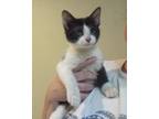 Adopt Scamper a Black & White or Tuxedo Domestic Shorthair / Mixed cat in