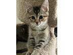 Adopt Baez a Domestic Shorthair / Mixed (short coat) cat in Oakdale
