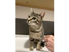 Adopt Mama Cass a Spotted Tabby/Leopard Spotted Domestic Shorthair / Mixed cat