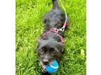 Adopt Angel a Cairn Terrier / Pomeranian / Mixed dog in Libertyville