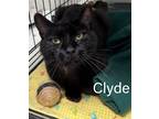 Adopt Clyde, Willow Grove PA (FCID 04/16/2024-104) a All Black Domestic