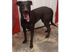 Adopt Penny Lane a Mixed Breed (Medium) / Mixed dog in Killen, AL (40640628)