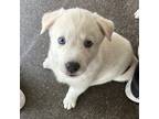 Adopt Peachy Keen a White Golden Retriever dog in Louisville, KY (41331478)