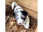 Adopt Cookies and Cream a White - with Black Golden Retriever dog in Louisville