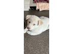 Adopt Bubble Gum a White - with Black Golden Retriever dog in Louisville