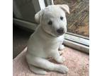 Adopt Vanilla Bean a White Golden Retriever dog in Louisville, KY (41331476)
