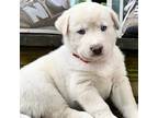 Adopt Strawberry Fields a White Golden Retriever dog in Louisville