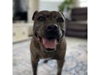 Adopt Hattie - AVAILABLE a Pit Bull Terrier / Mixed dog in Seattle