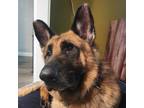 Adopt Mighty Max T a Black - with Tan, Yellow or Fawn German Shepherd Dog /