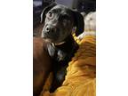 Adopt DANCER a Black Labrador Retriever dog in Westminster, CO (41286704)