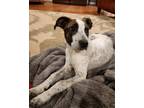Adopt Adonis a English Setter / Pointer dog in Acworth, GA (41080899)