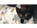 Adopt Nova a All Black Domestic Shorthair / Mixed cat in Bossier City