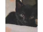 Adopt Bear a All Black Domestic Shorthair / Mixed cat in Bossier City