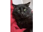 Adopt Truffle a All Black Domestic Shorthair / Mixed (short coat) cat in