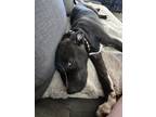 Adopt Zen a Black - with White Labrador Retriever dog in Sedalia, CO (41427331)