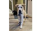 Adopt Charm a Tan/Yellow/Fawn - with White Labrador Retriever dog in Sedalia