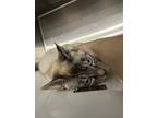 Adopt Collette a Domestic Shorthair (short coat) cat in Grand Rapids