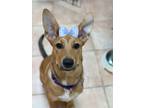 Adopt Sprinkles a Mixed Breed (Medium) dog in WAYNE, NJ (41186492)