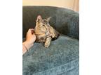 Adopt Junie a Spotted Tabby/Leopard Spotted Domestic Shorthair / Mixed (short