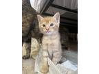 Adopt Mango- *BONDED WITH OLIVE* a Orange or Red Domestic Shorthair / Mixed