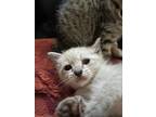 Adopt Huey a Siamese (short coat) cat in Ocala, FL (41429315)