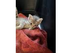 Adopt Dewey a Brown Tabby Siamese (short coat) cat in Ocala, FL (41429313)