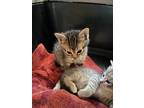 Adopt Louie a Siamese (short coat) cat in Ocala, FL (41429312)