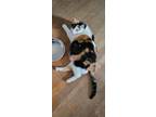 Adopt Kit Kat a Calico / Mixed (short coat) cat in Ocala, FL (41429311)