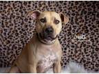 Adopt Chance a Tan/Yellow/Fawn Labrador Retriever dog in Littleton