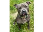Adopt Trey a Gray/Blue/Silver/Salt & Pepper Mixed Breed (Large) / Mixed dog in