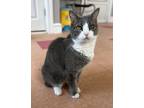 Adopt Tinkerbell a Gray or Blue (Mostly) Domestic Shorthair (short coat) cat in