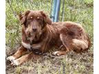 Adopt Cowgirl a Red/Golden/Orange/Chestnut Australian Shepherd / Mixed dog in