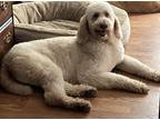 Adopt Molly a Tan/Yellow/Fawn Poodle (Standard) / Labrador Retriever / Mixed dog