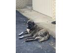 Adopt Jax a Black - with Tan, Yellow or Fawn Anatolian Shepherd / Mixed dog in